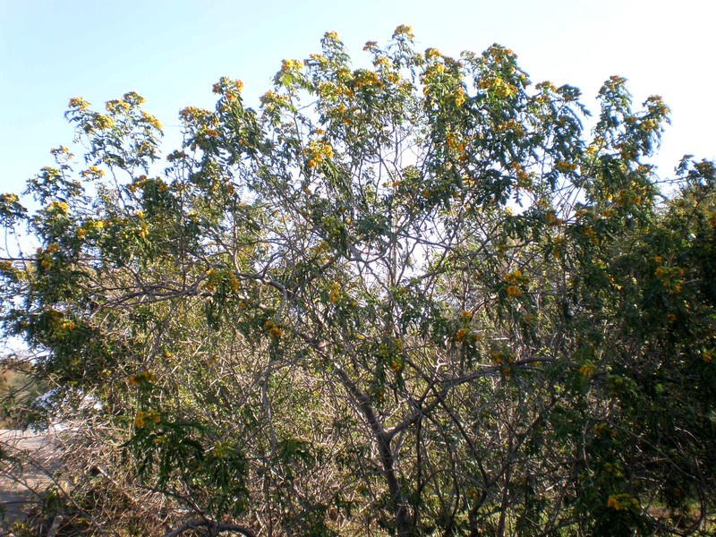 Glandular Senna photo 6