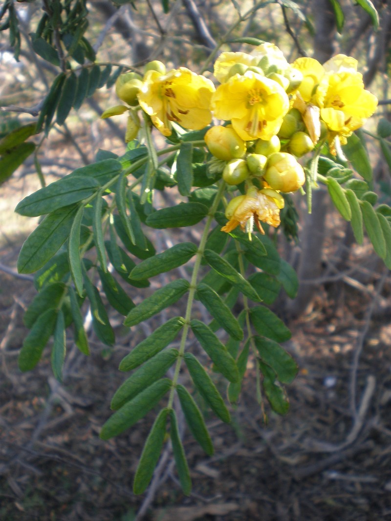 Glandular Senna photo 7