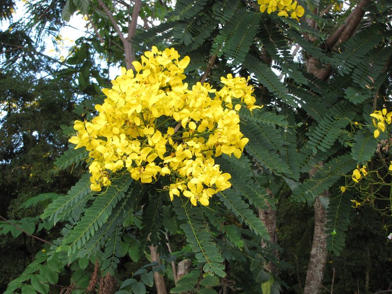 False Sicklepod photo 4