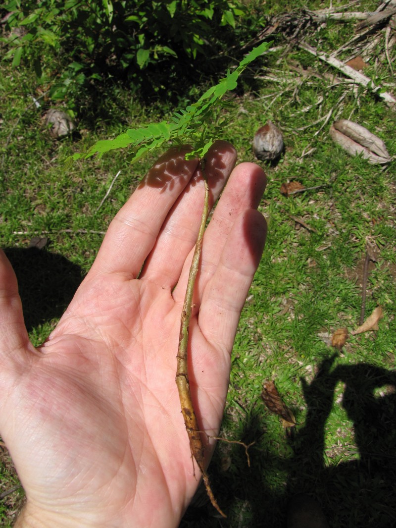 False Sicklepod photo 2
