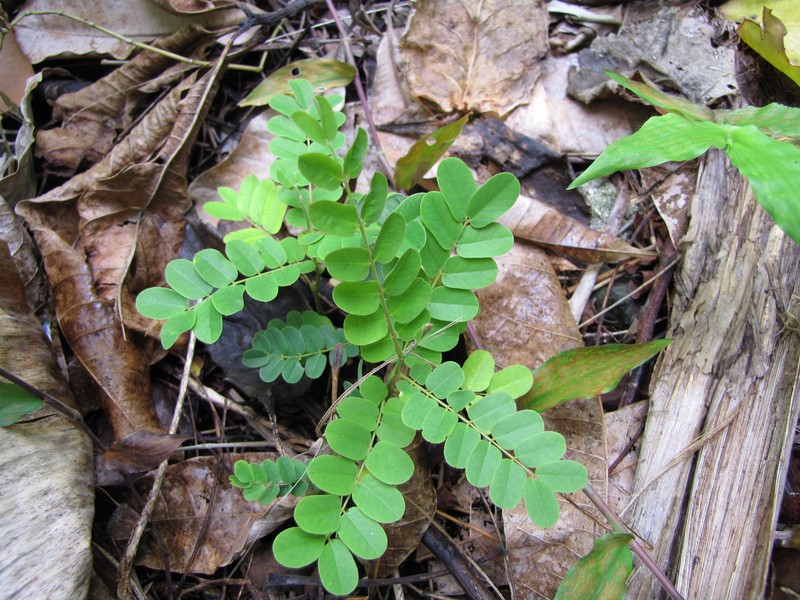 False Sicklepod photo 3