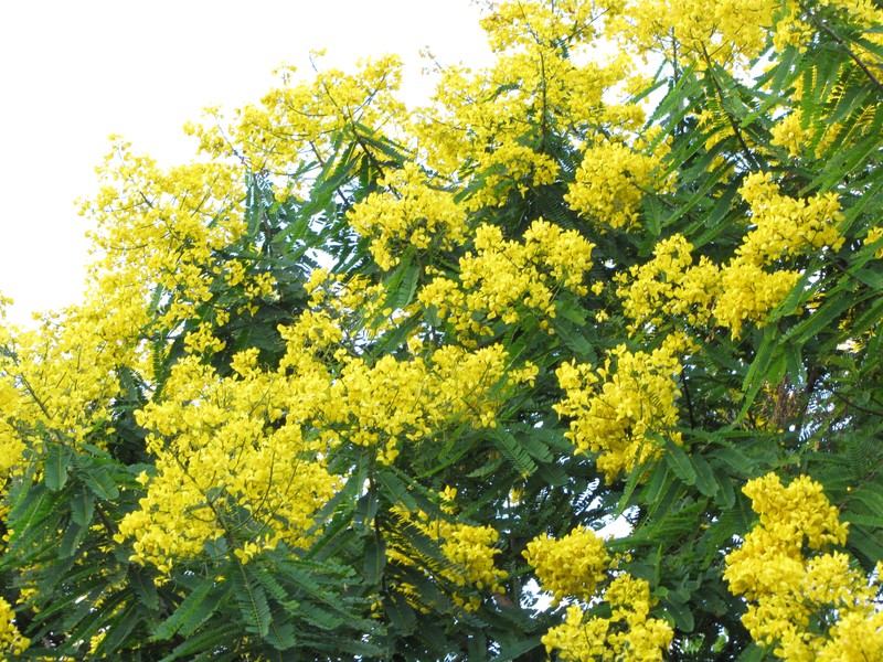 False Sicklepod