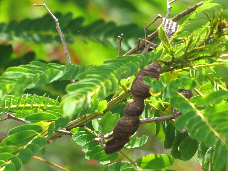 False Sicklepod photo 5