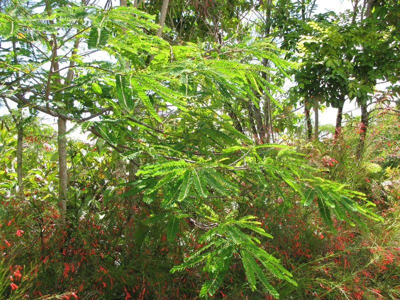 False Sicklepod photo 6