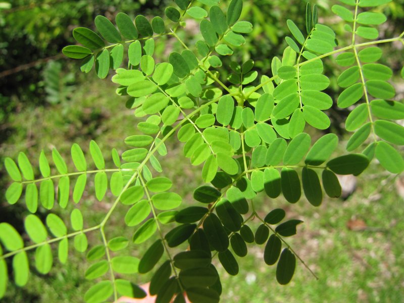 False Sicklepod photo 7