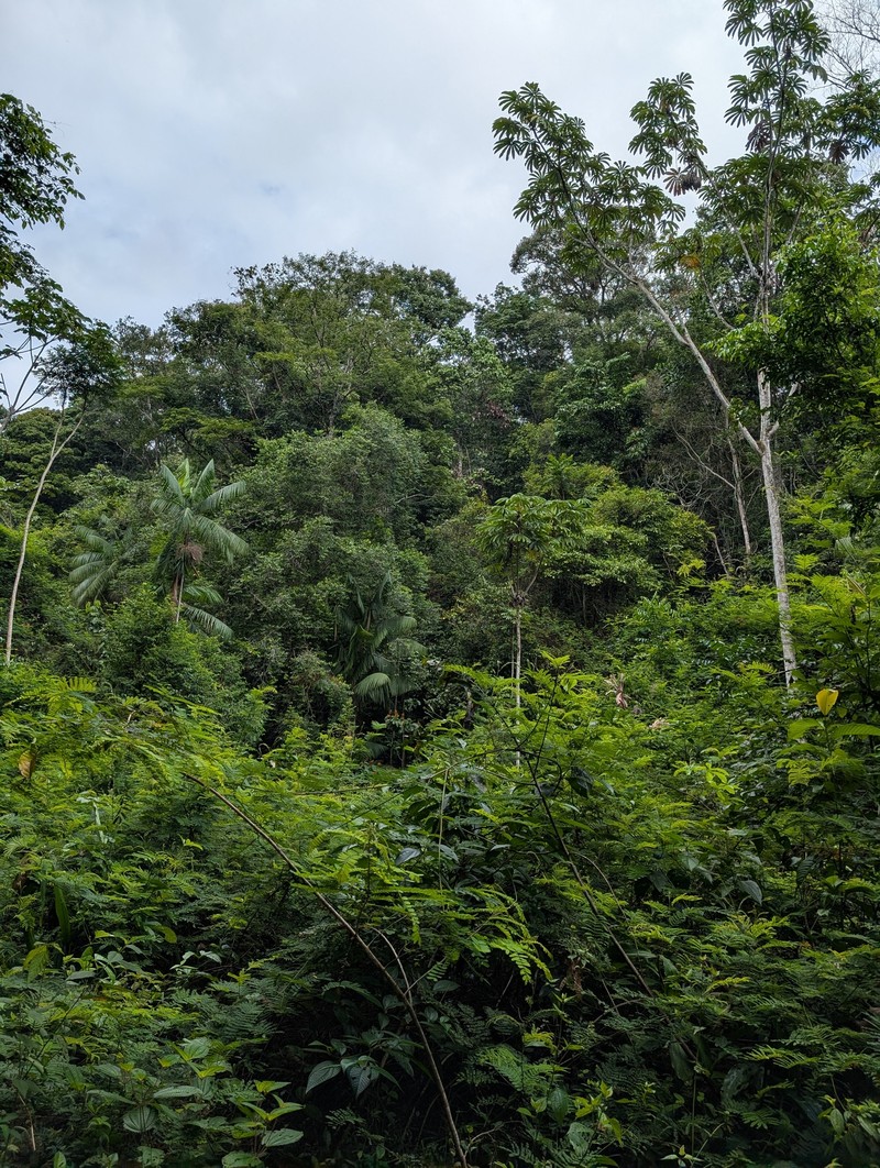 Senna multijuga subsp. multijuga