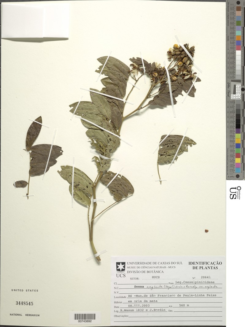 Senna neglecta var. neglecta