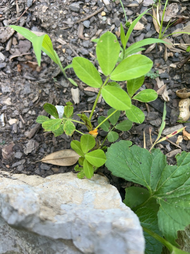 Java-Bean photo 5