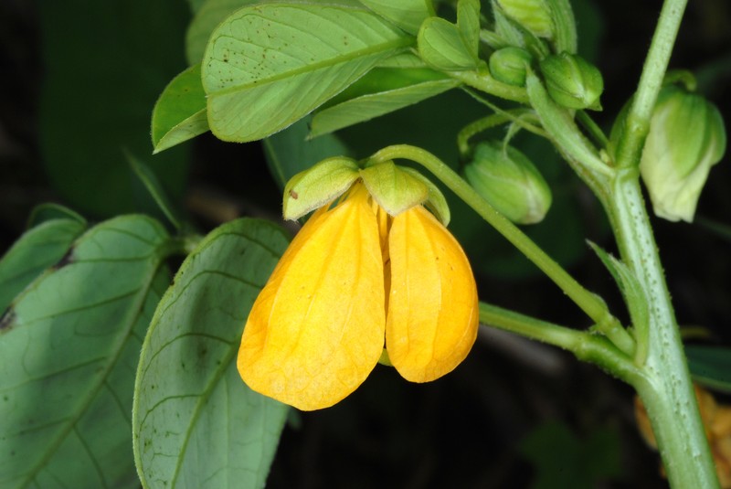 Java-Bean photo 2