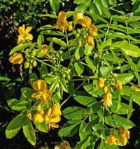 Septicweed