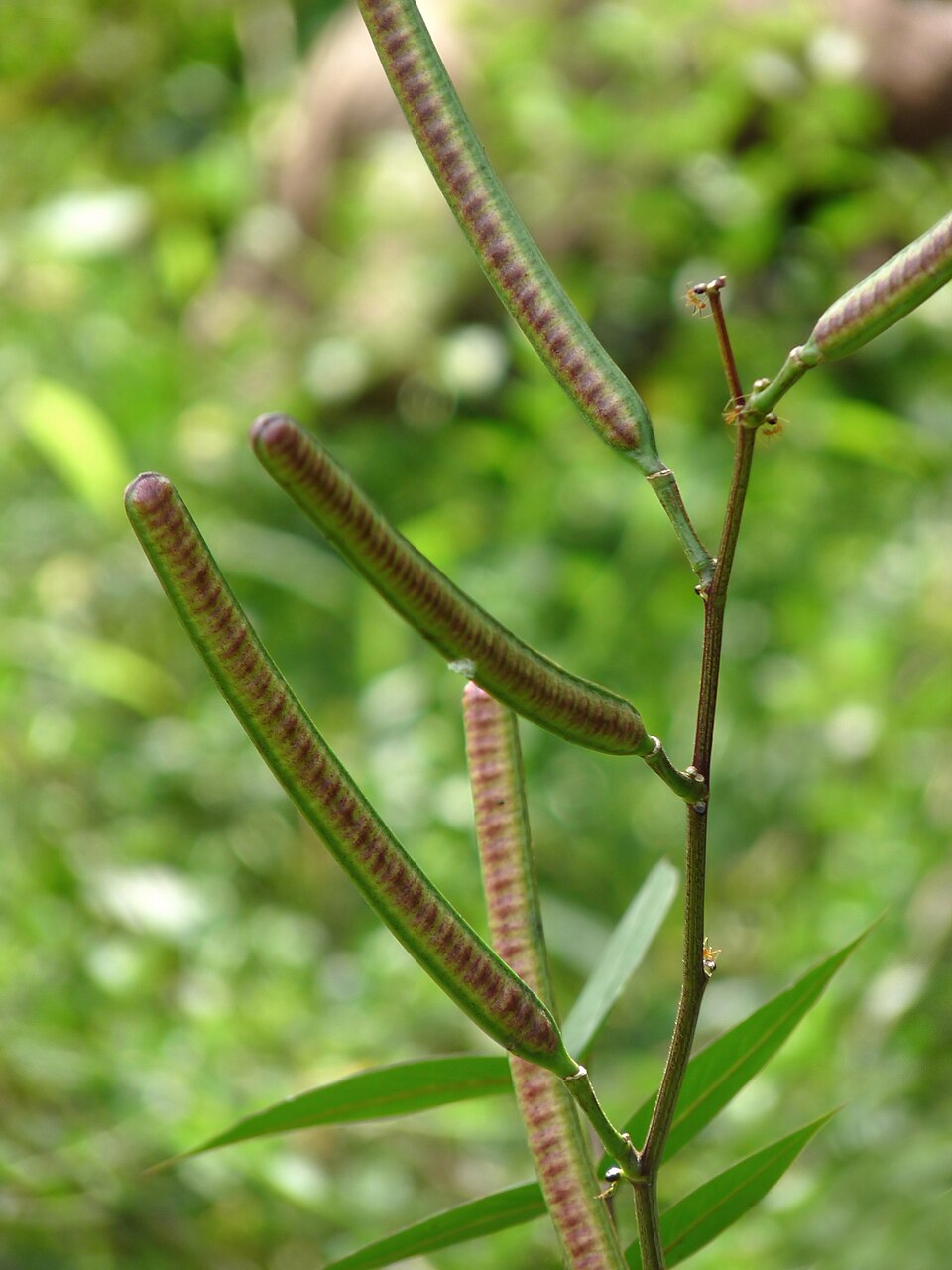 Septicweed photo 5
