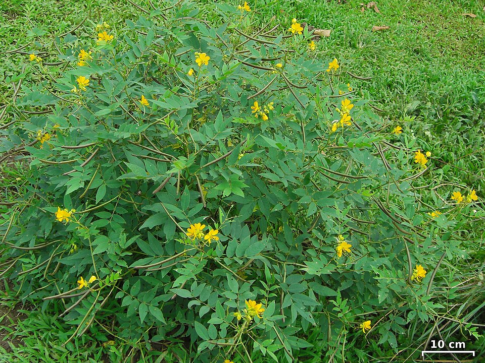 Septicweed photo 6