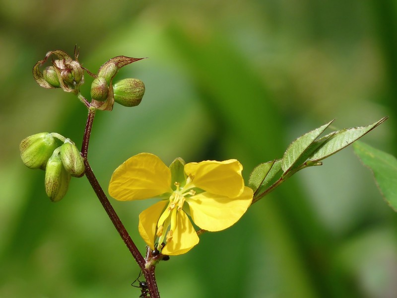 Septicweed photo 3