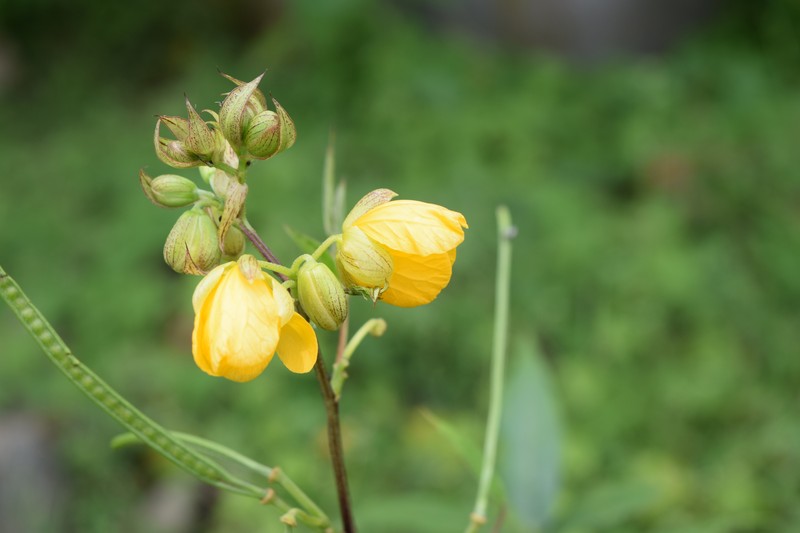 Septicweed photo 4