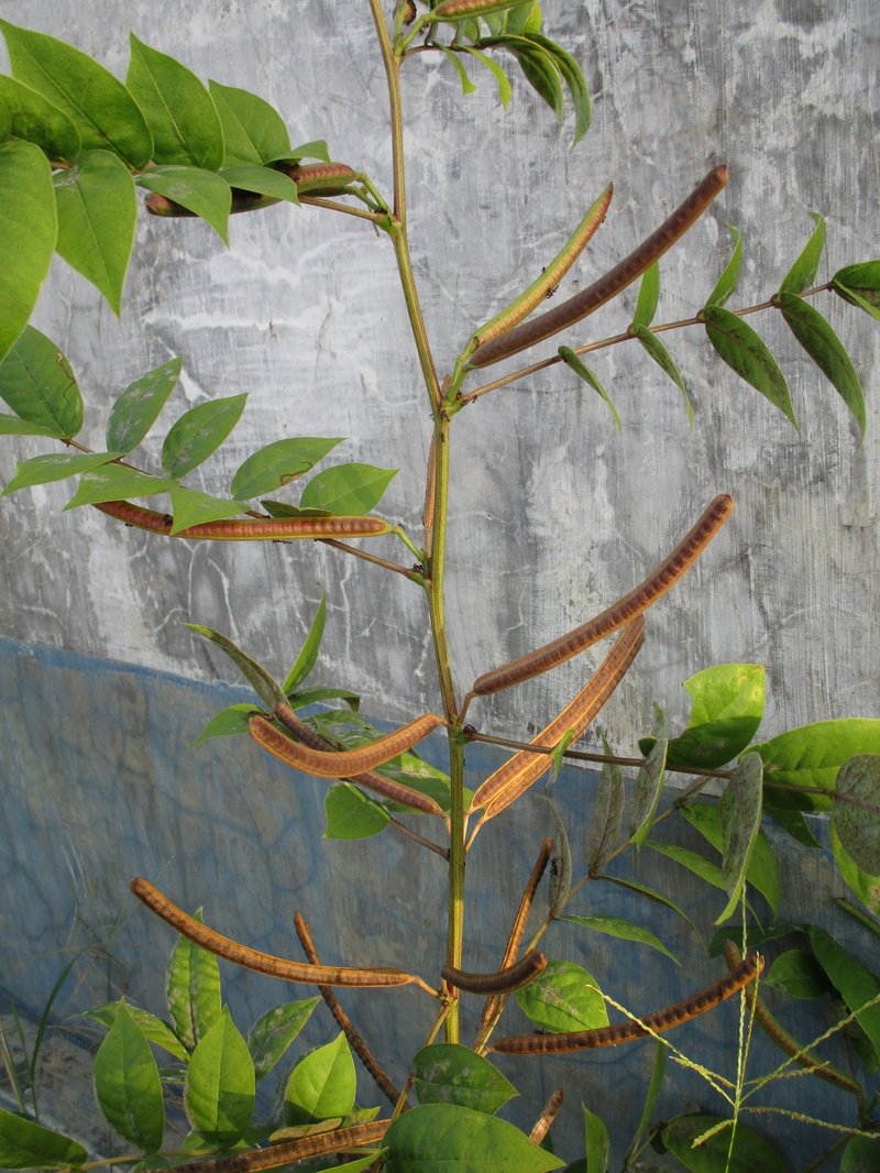Septicweed photo 7
