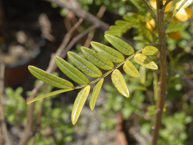Senna odorata