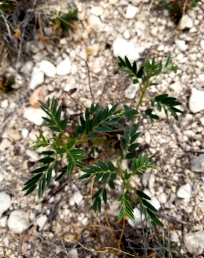 Orcutt's Senna photo 2