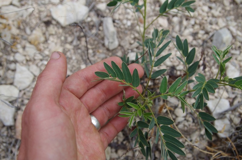 Orcutt's Senna photo 4