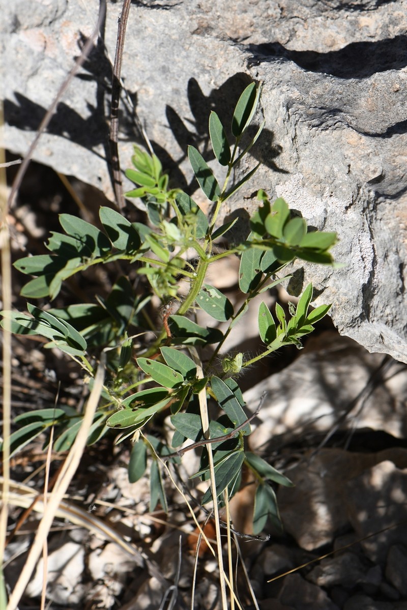 Orcutt's Senna photo 5