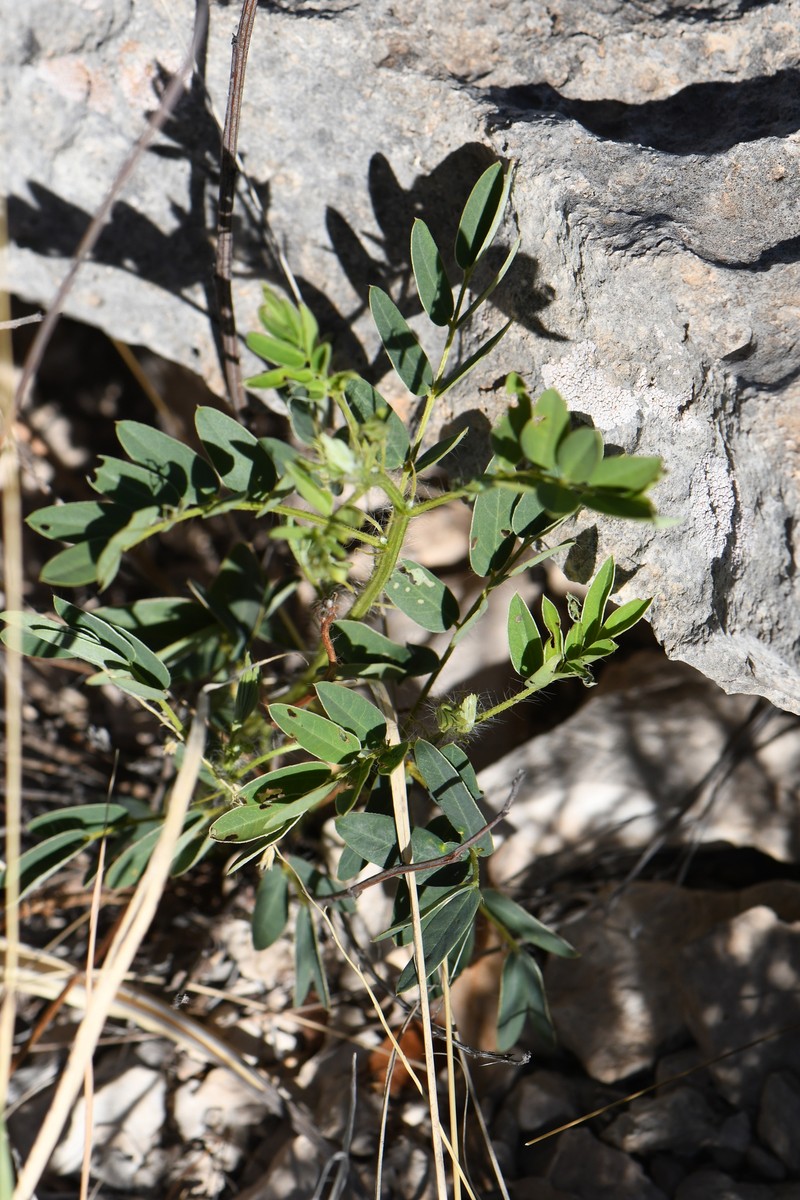 Orcutt's Senna photo 6