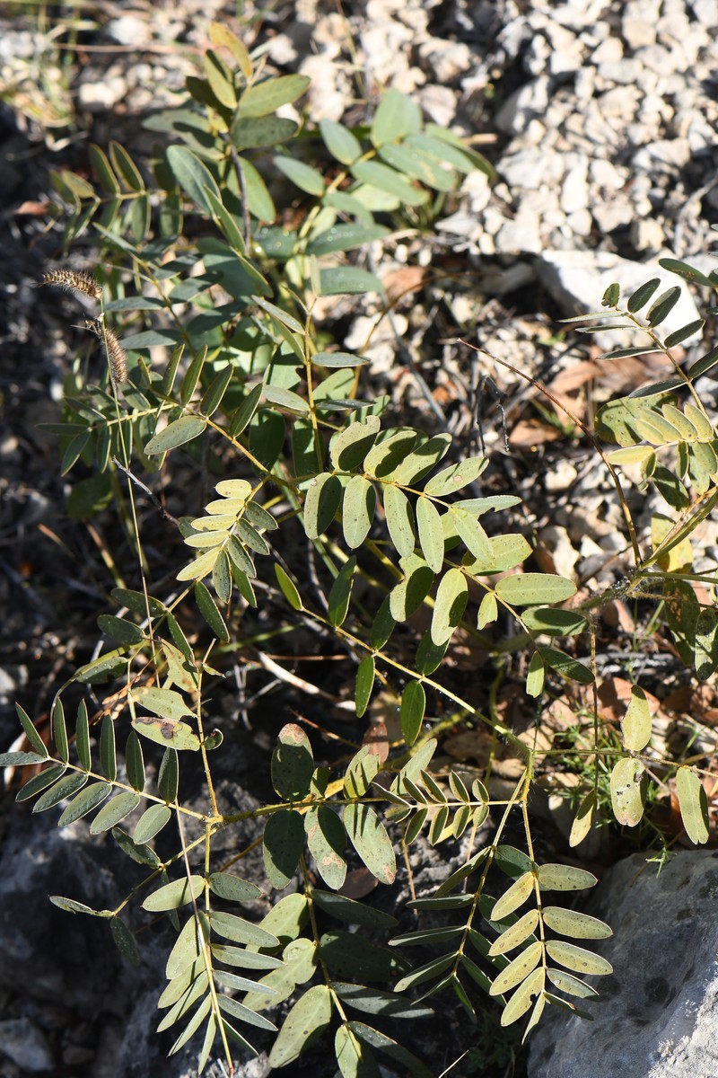 Orcutt's Senna photo 7