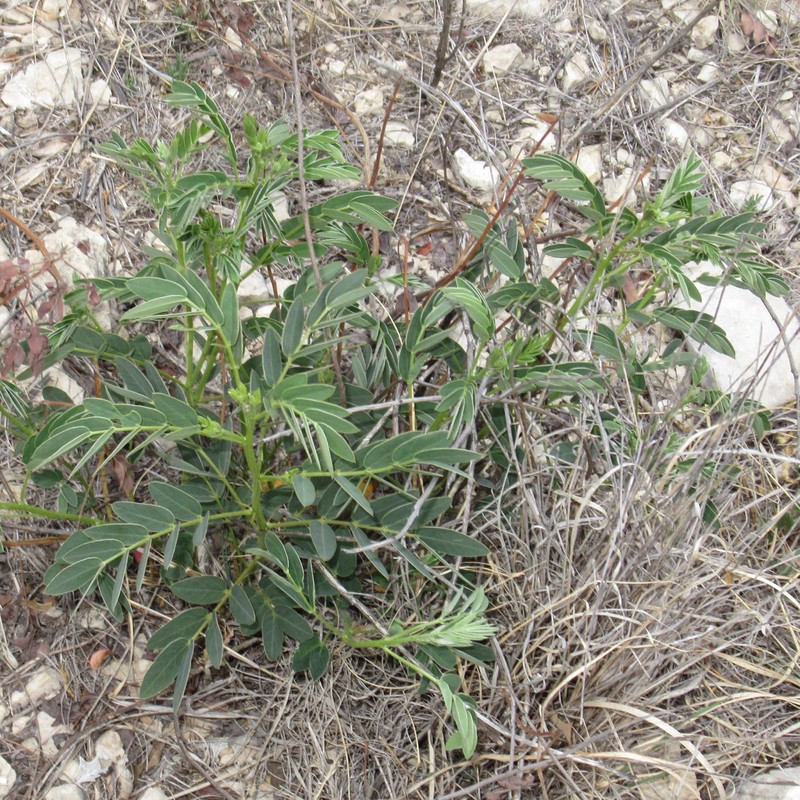 Orcutt's Senna photo 8