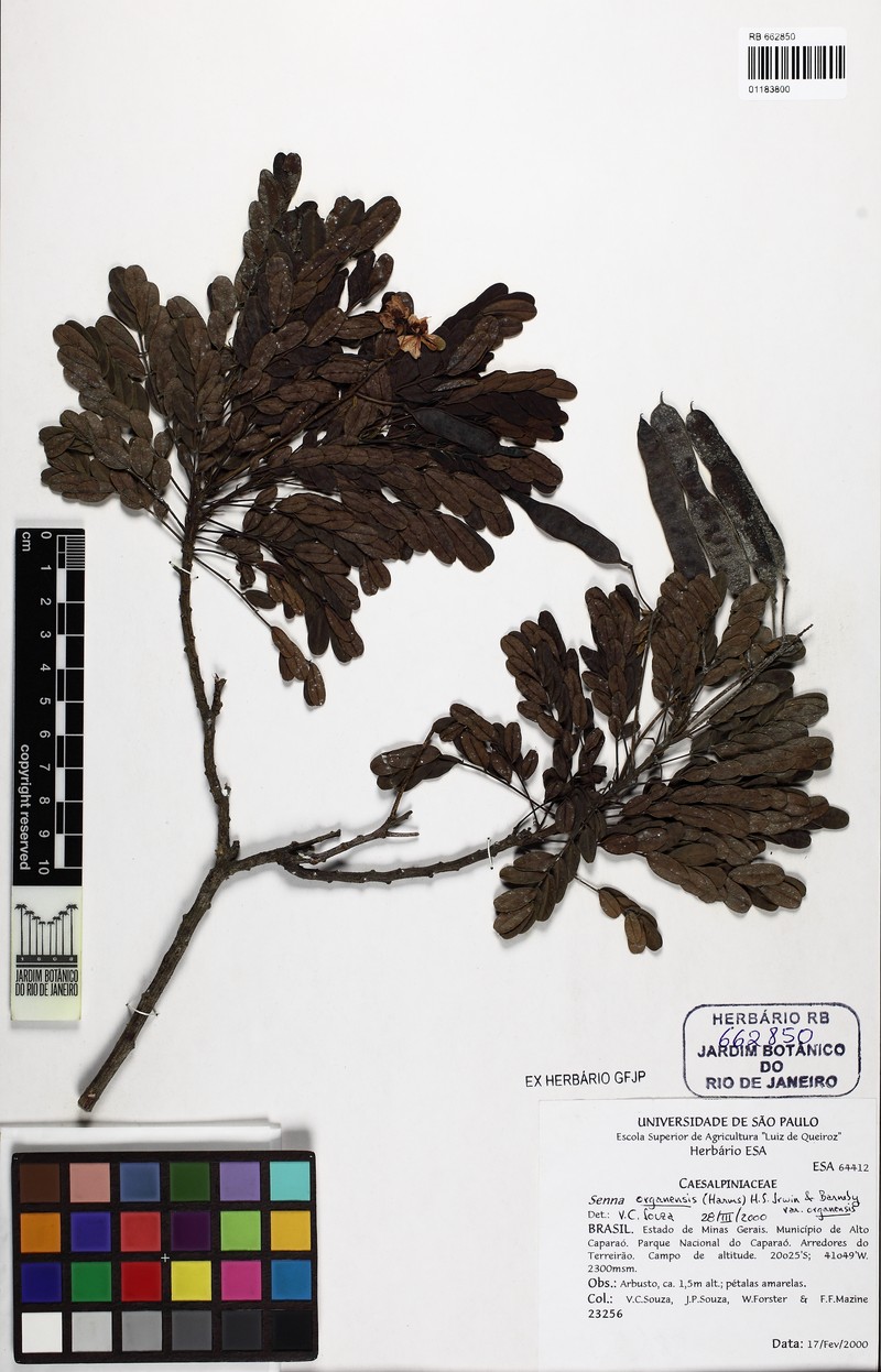 Senna organensis var. organensis