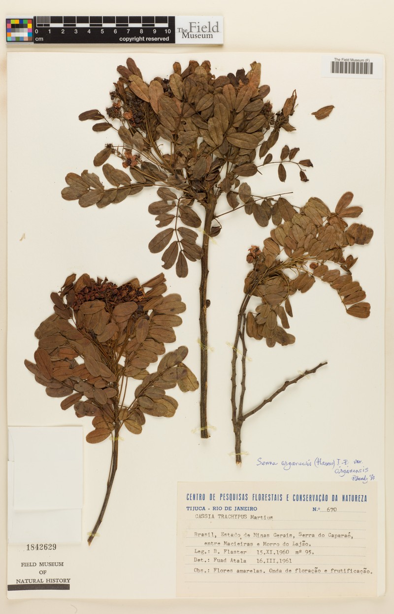 Senna organensis var. organensis photo 2