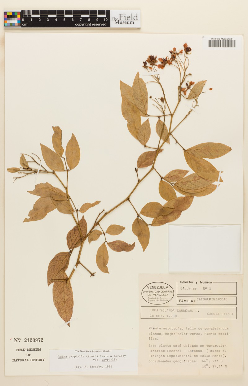 Senna oxyphylla var. oxyphylla