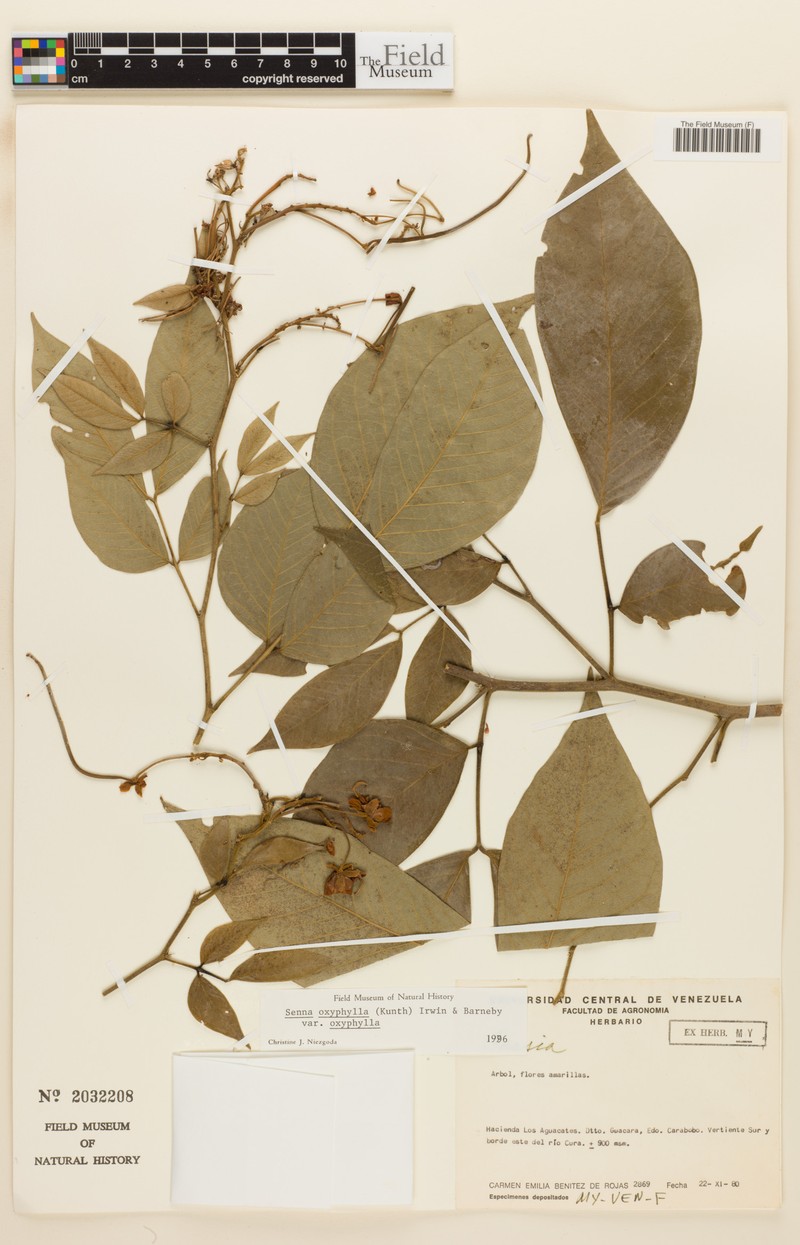 Senna oxyphylla var. oxyphylla photo 2