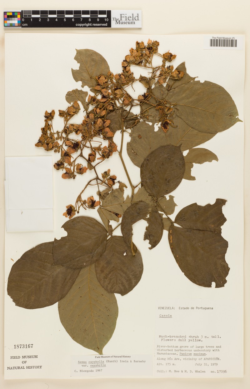 Senna oxyphylla var. oxyphylla photo 3