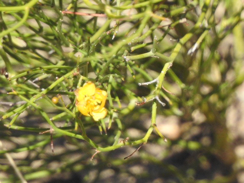 Senna pachyrrhiza var. pachyrrhiza