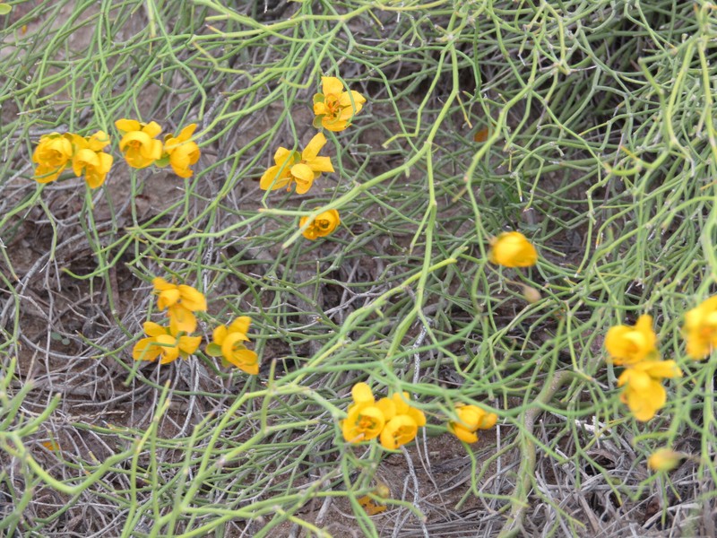 Senna pachyrrhiza var. pachyrrhiza photo 2