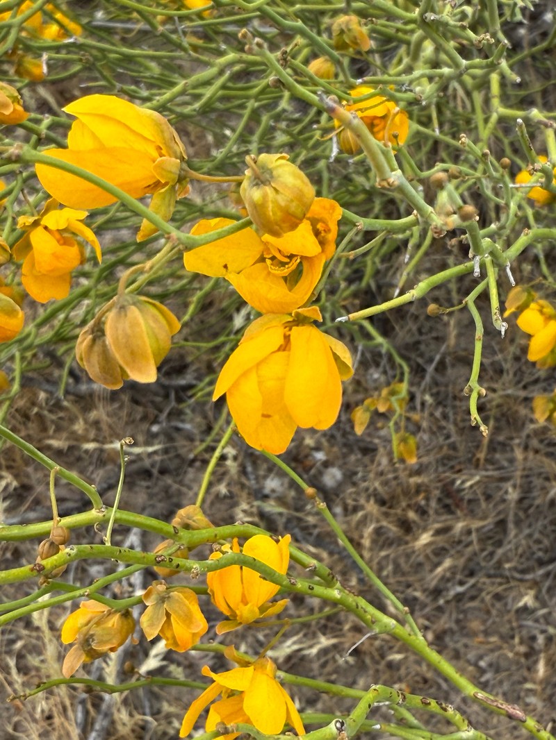 Senna pachyrrhiza var. pachyrrhiza photo 3
