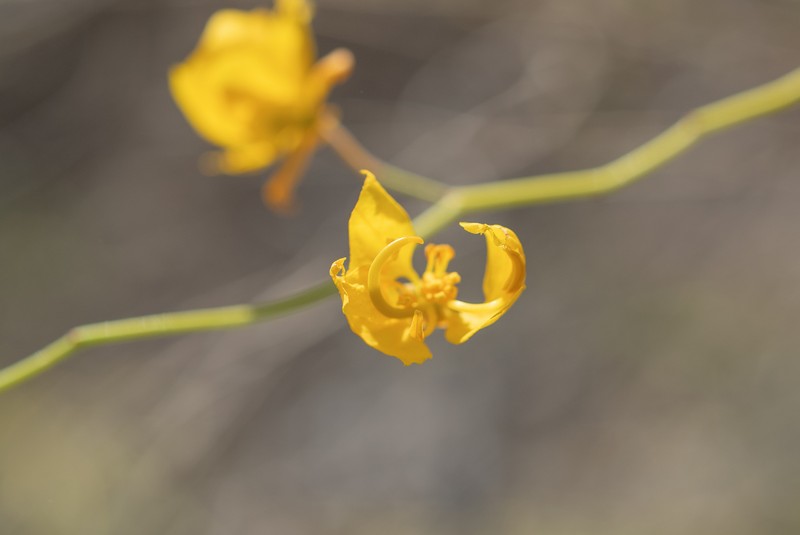 Senna pachyrrhiza var. pachyrrhiza photo 4