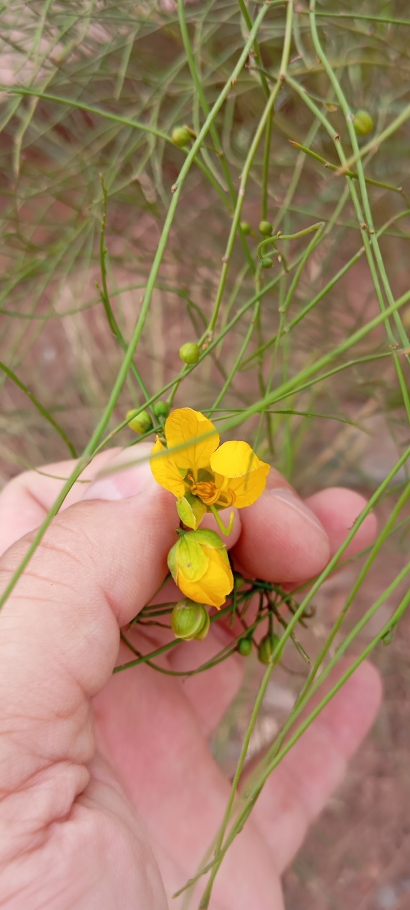 Senna pachyrrhiza var. pendula