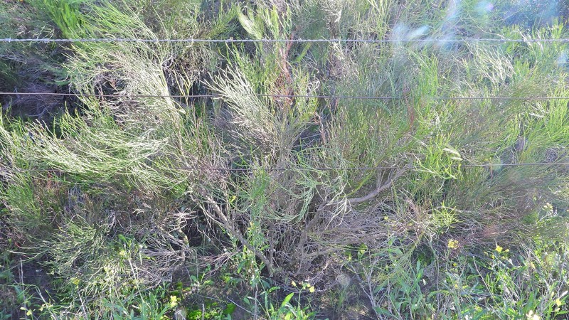 Senna pachyrrhiza var. pendula photo 2