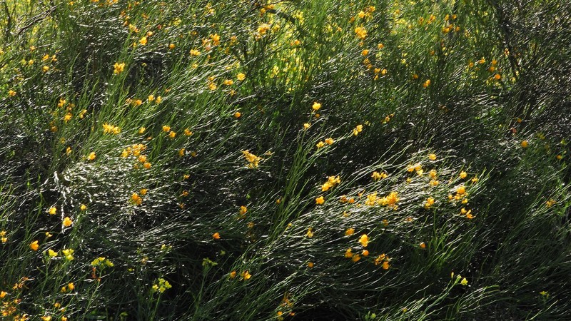 Senna pachyrrhiza var. pendula photo 3