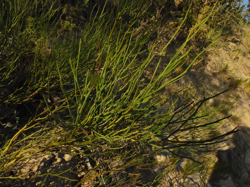 Senna pachyrrhiza var. pendula photo 4