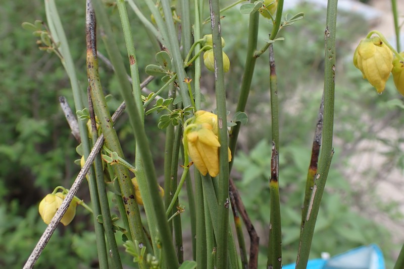 Senna pallida var. pallida