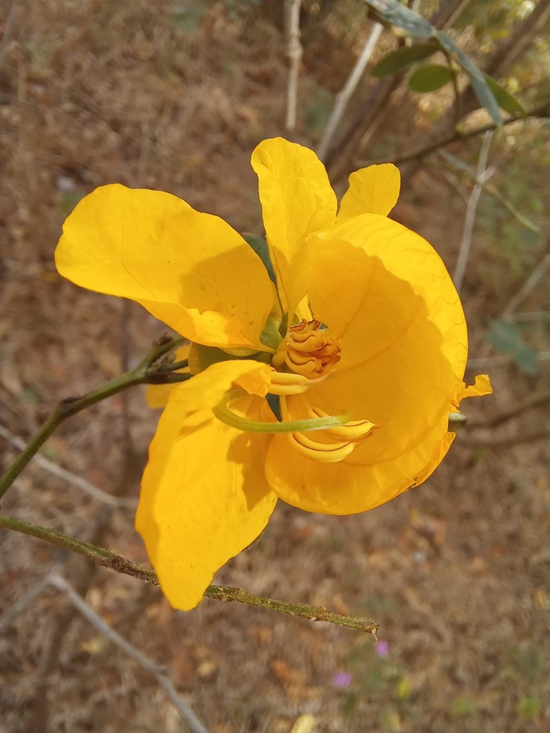 Senna pallida var. pallida photo 2