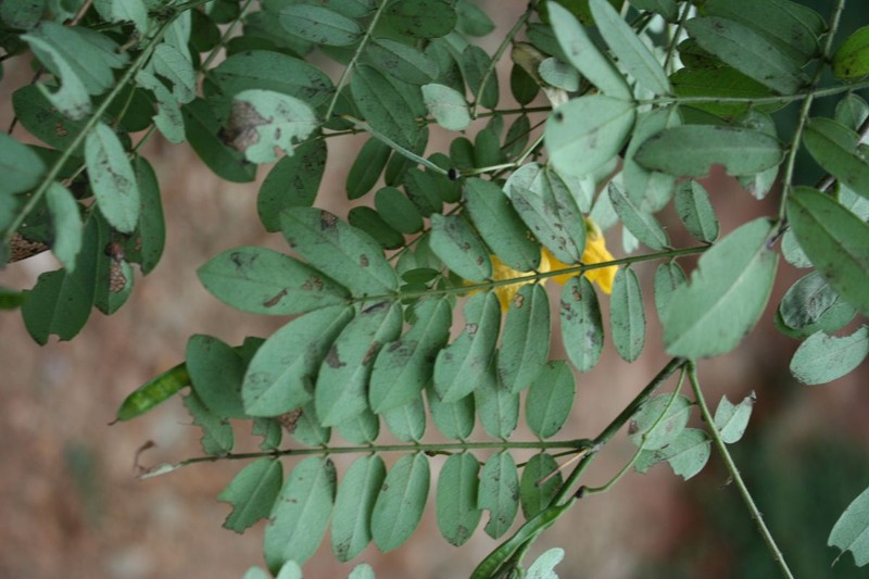 Senna pallida var. pallida photo 3