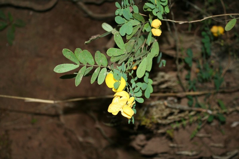 Senna pallida var. pallida photo 4