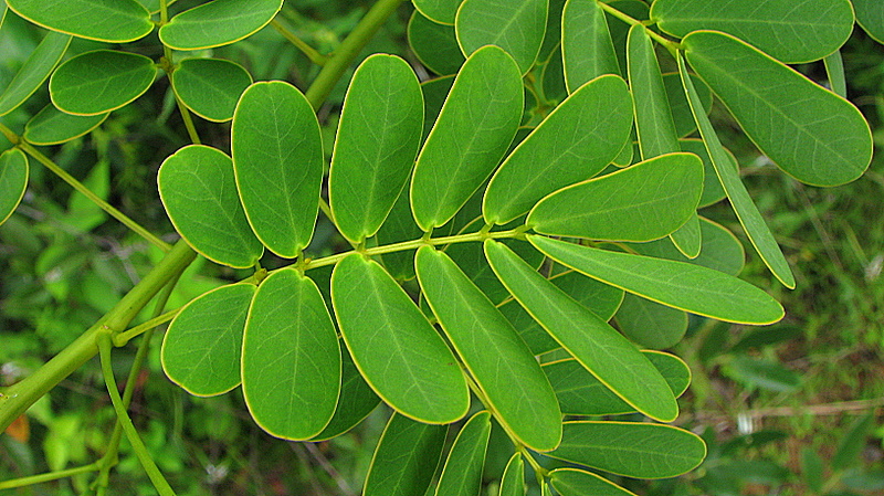 valamuerto photo 4