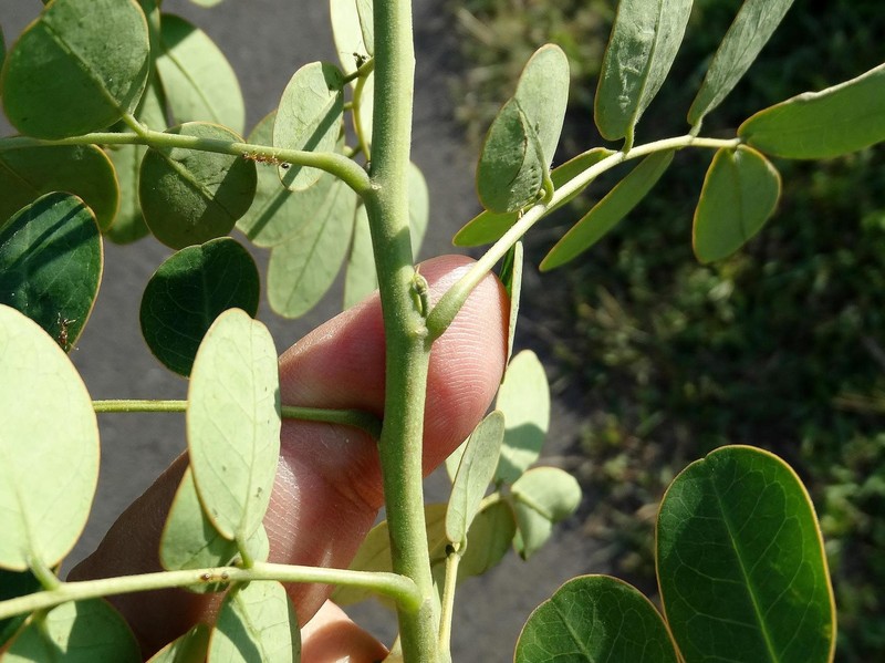 Senna pendula var. pendula