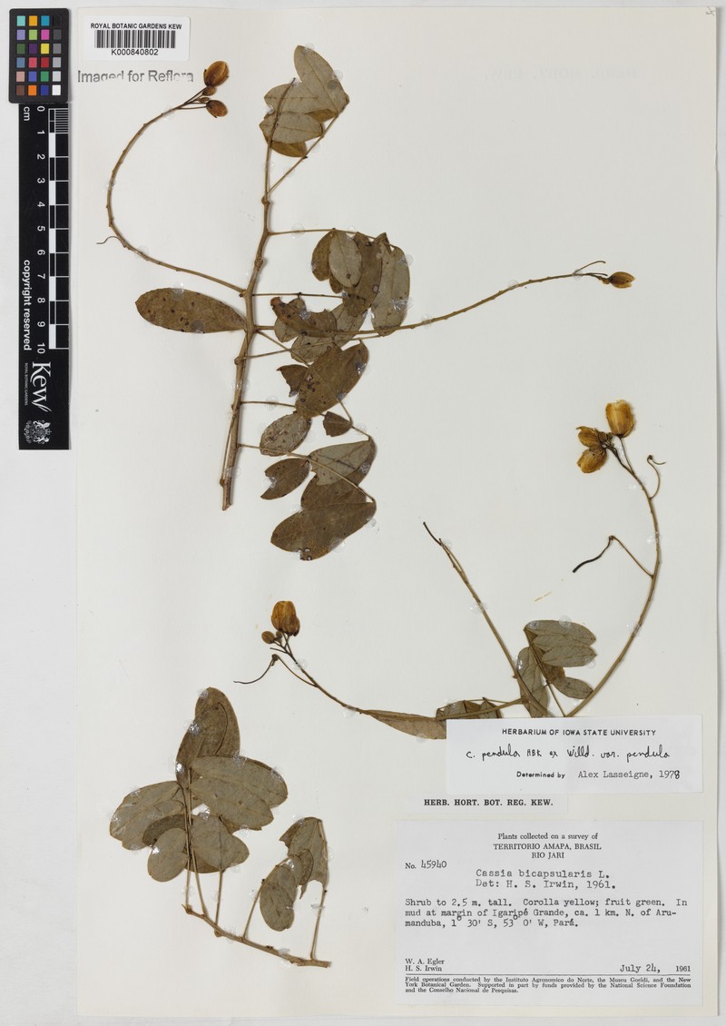 Senna pendula var. pendula photo 3