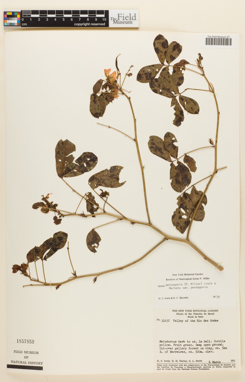 Senna pentagonia var. pentagonia