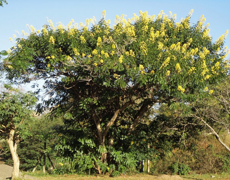 Senna petersiana