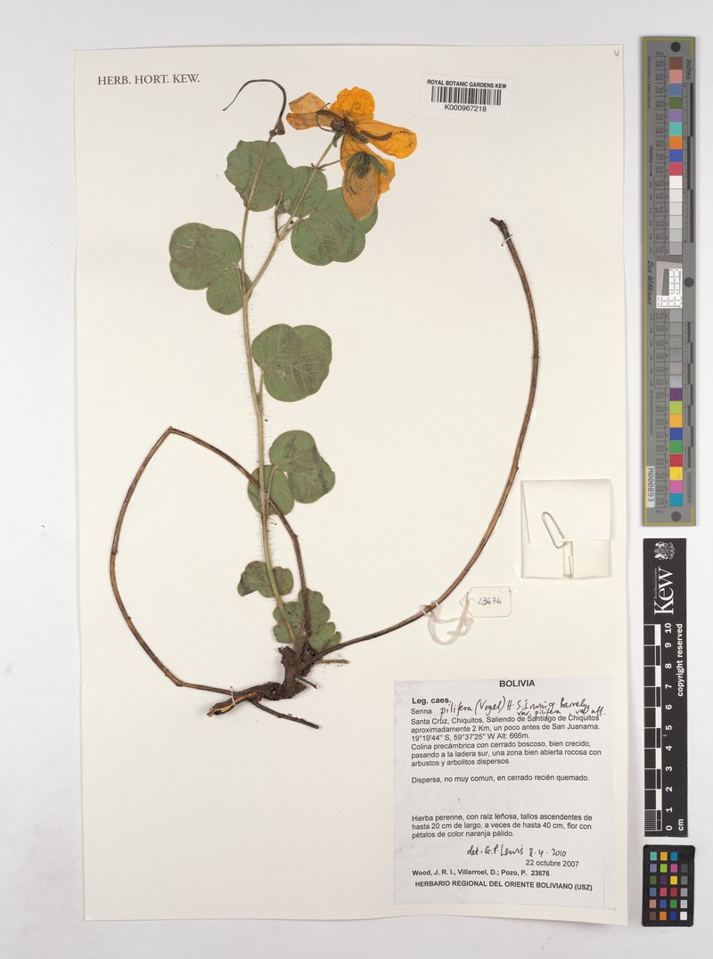 Senna pilifera var. pilifera