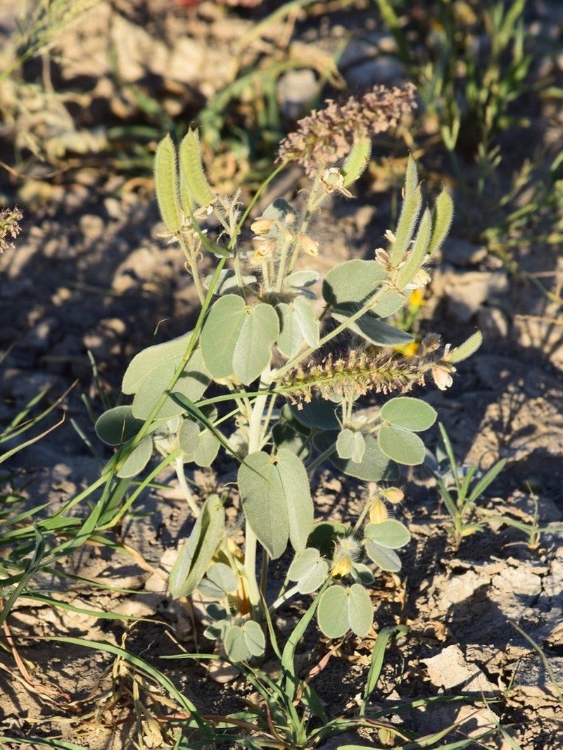 Trans-Pecos Senna